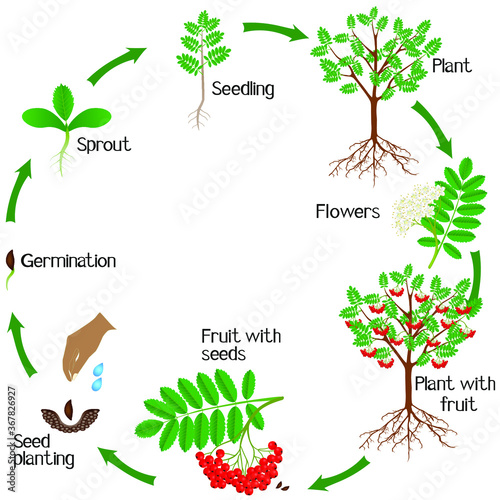Life cycle of a red rowan plant on a white background.