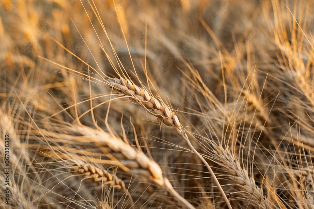 Golden ears of barley, summer in the harvest season, in the fields of Russia in the Rostov region. Dry yellow grains close up Golden ears of barley, summer in the harvest season, in the fields of Russia in the Rostov region. Dry yellow grains close up