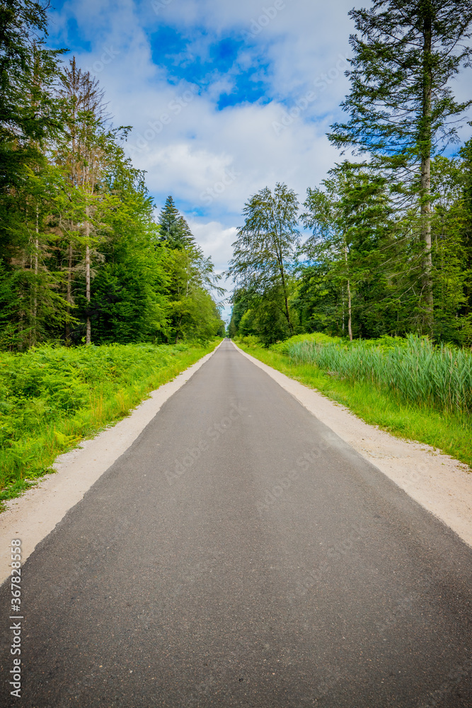 Fototapeta premium Route forestière de la Forêt de Chaux