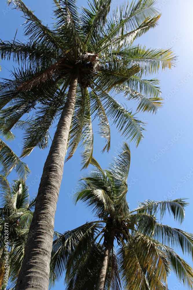 Fototapeta premium Tall Tropical Palm Trees Sky