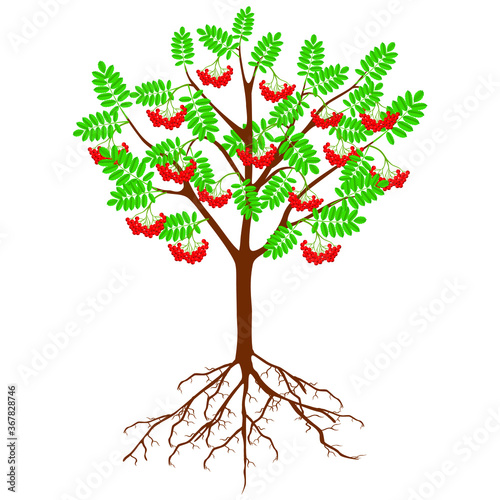 Red rowan with berries and roots on a white background.