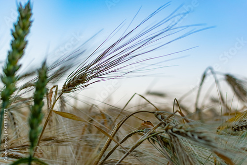 Golden ears of barley  summer in the harvest season  in the fields of Russia in the Rostov region. Dry yellow grains close up