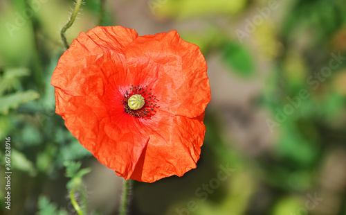 red poppy flower © elizalebedewa