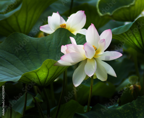 pink and white Lotus