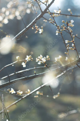 wild tree blossom at forest