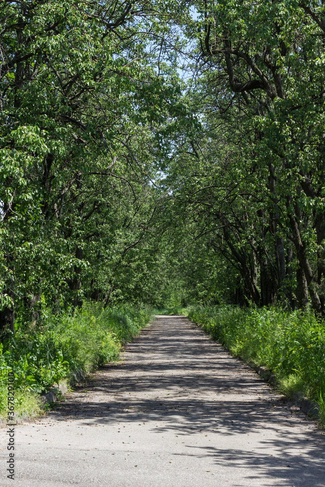 Path among garden trees. The shadows of sun from trees Path among garden trees. The shadows of sun from trees