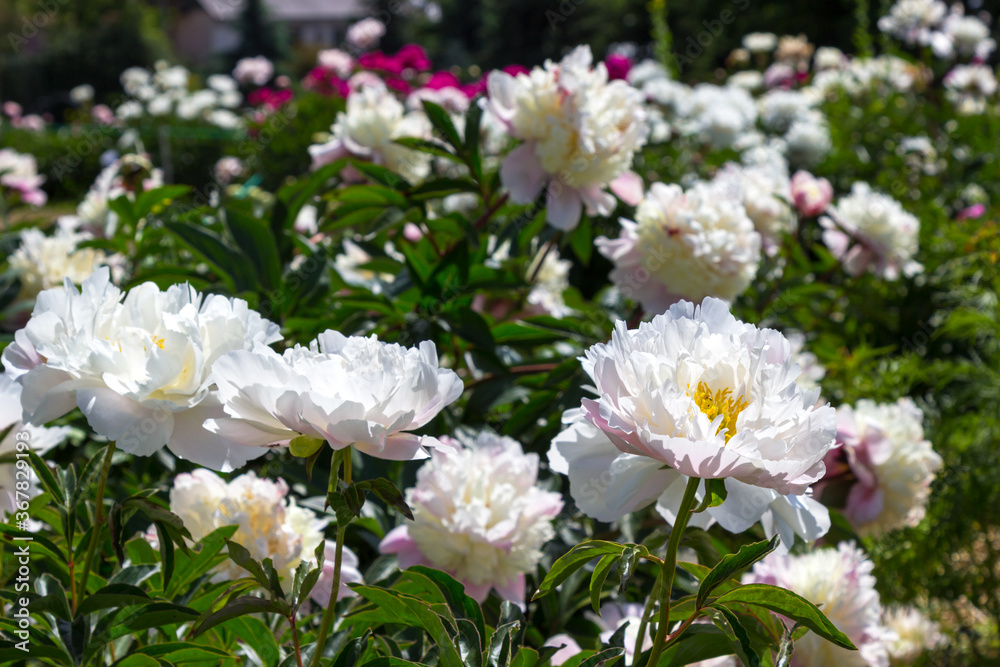 Blooming white peonies in rays of bright sun. Blooming white peonies in rays of bright sun.
