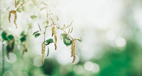 New birch leaves on green spring background