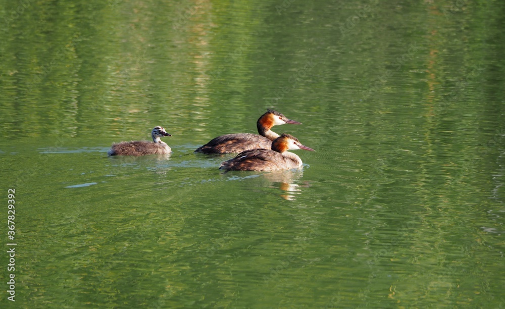 familia de somormujos formada por un polluelo y sus progenitores nadando en las tranquilas aguas del lago de ivars y vila sana, lerida, cataluña, españa, europa familia de somormujos formada por un polluelo y sus progenitores nadando en las tranquilas aguas del lago de ivars y vila sana, lerida, cataluña, españa, europa