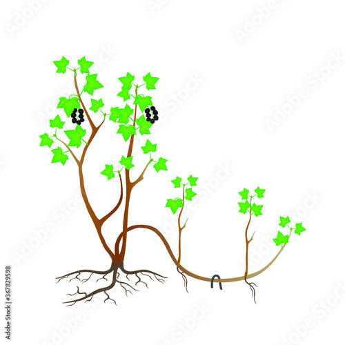 Reproduction of plant black currant by layers on a white background.
