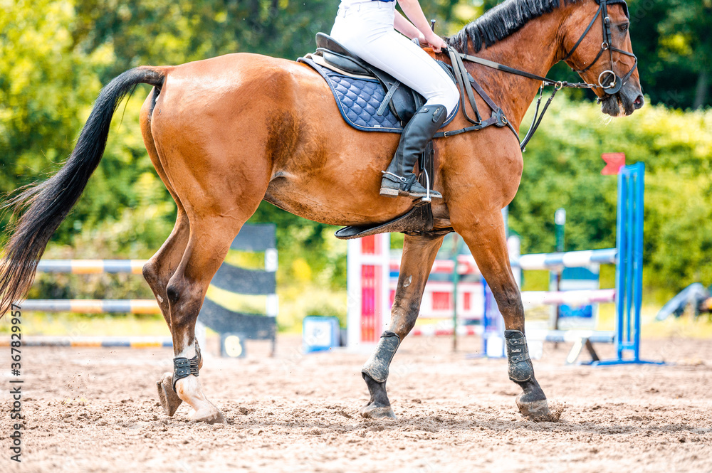 Obraz premium Detail of horse during horse showjumping competition. Close up photo of horse accesories, saddle, bridle, stirrups.