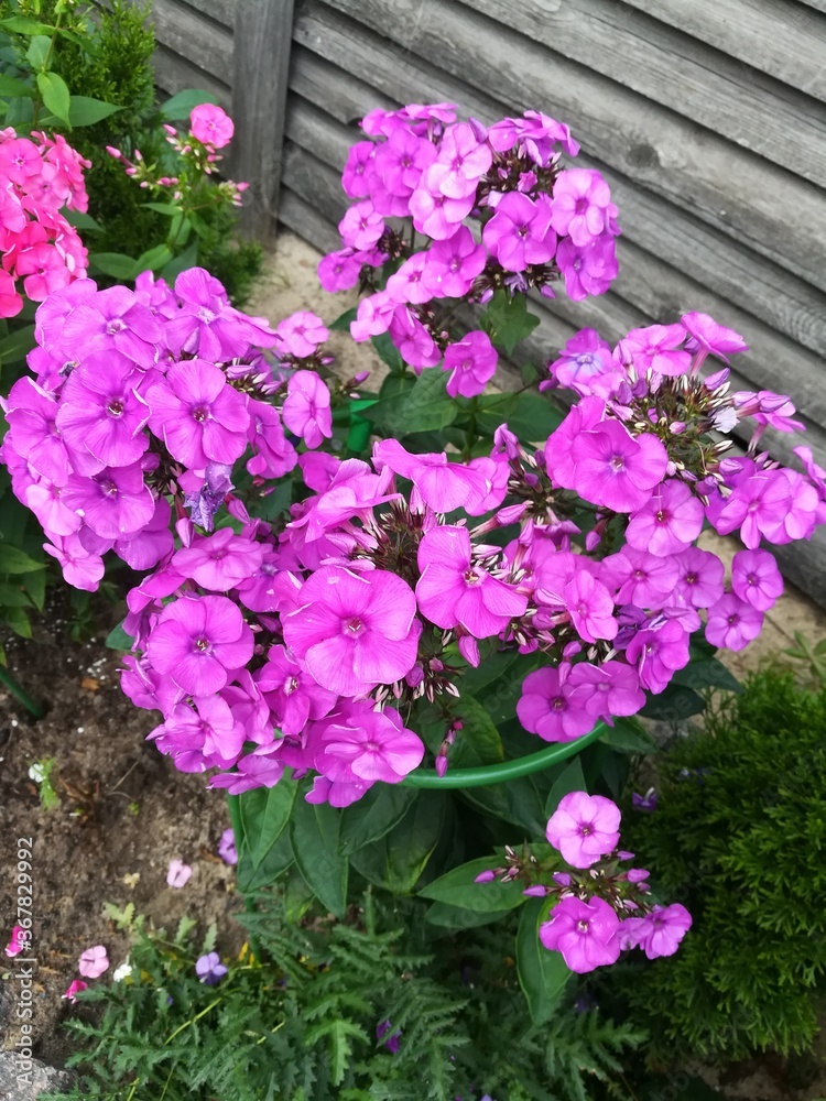 a beautiful large pink Phlox Bush on a flower bed in a country garden against a gray wooden fence. Flower desktop Wallpaper