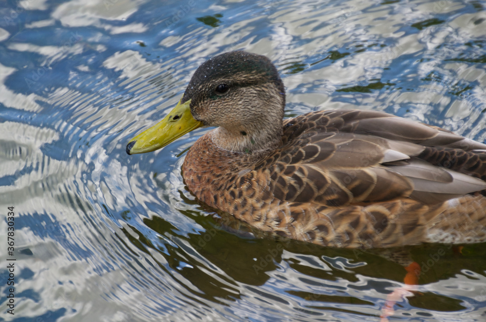 Juvenile Mallard Duck in Water
