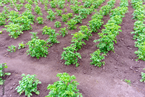potato plantations grow in the field. agriculture. growing vegetables, selective focus