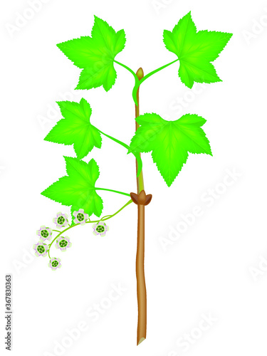 A branch of red currant with flowers and leaves on a white background.