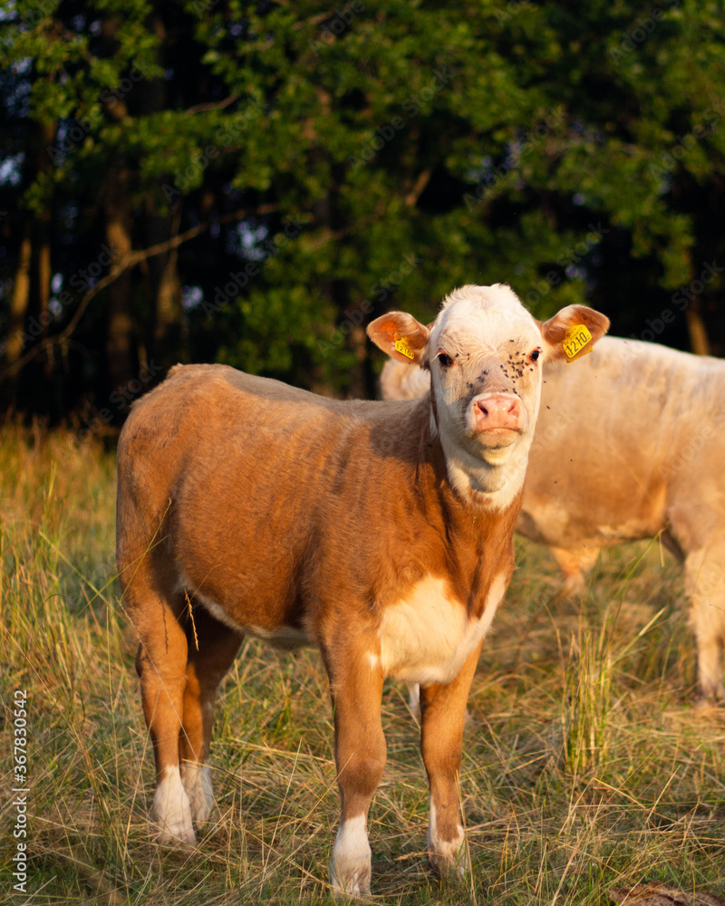 cow in a field