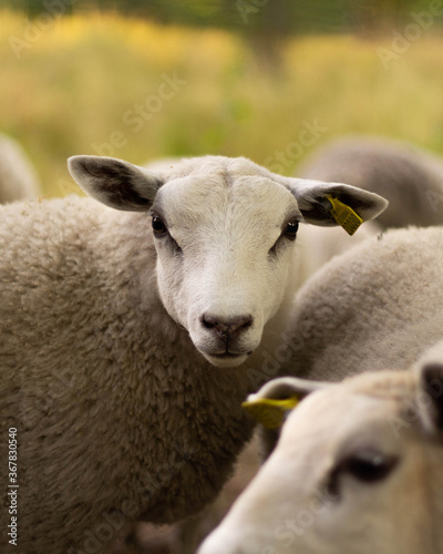 sheep and lambs