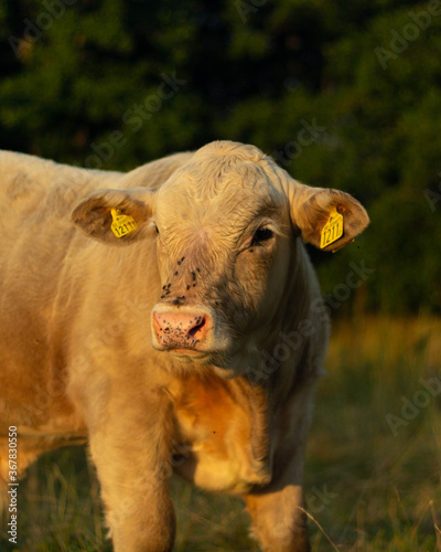 portrait of a brown cow