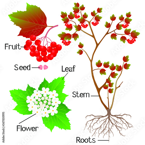An illustration showing parts of a viburnum plant.