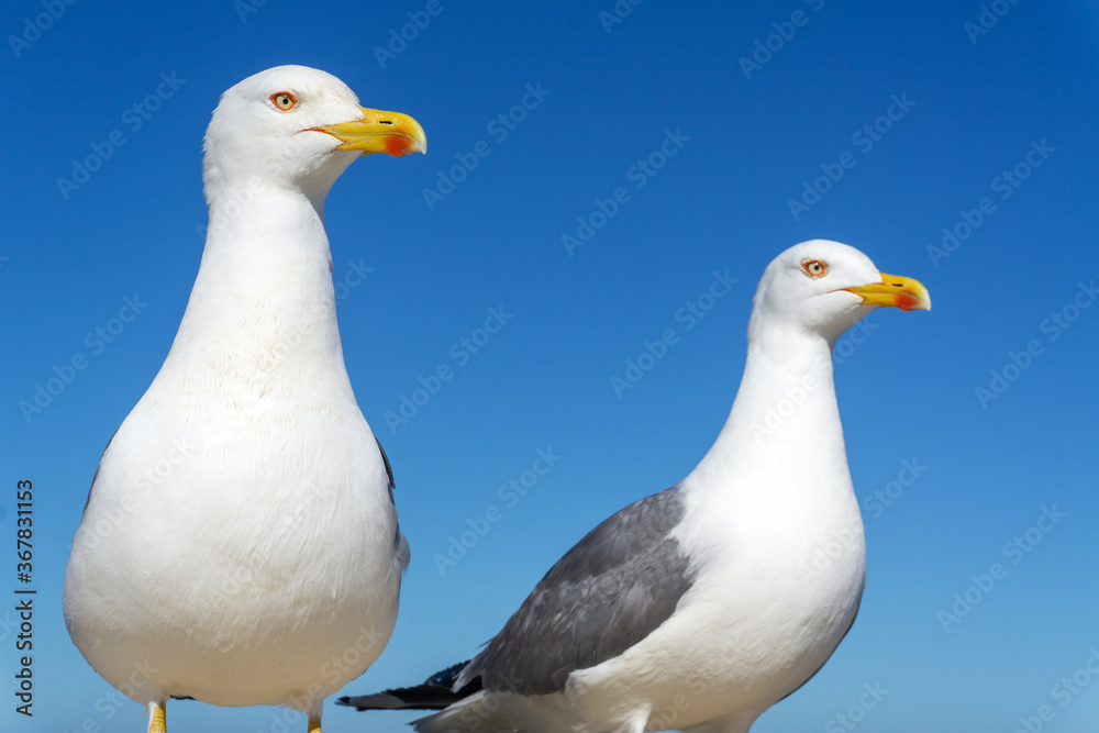 Sea gulls at the port of Essaouira, Morocco