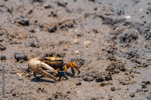 Uca Tangeri Fiddler crab at mating time