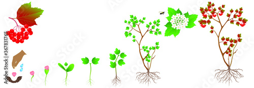 Cycle of growth of a viburnum plant on a white background.