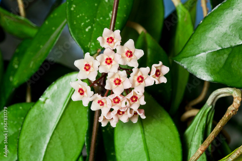 Hoya carnosa fluffy flowers on a blurred background. Macrophotography.