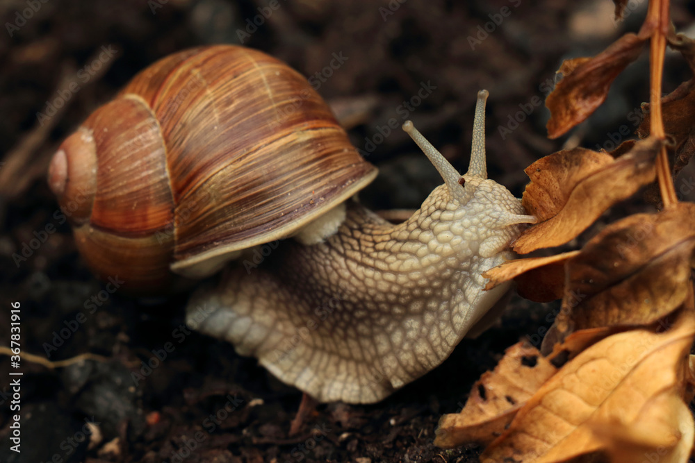 Grape snail with outstretched eyes in a rainy garden Grape snail with outstretched eyes in a rainy garden