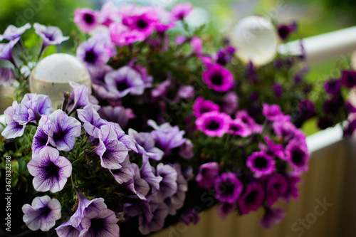 purple flowers in a garden
