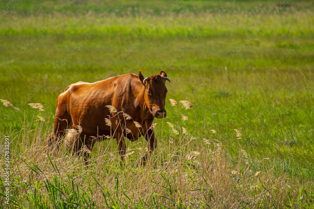 Fototapeta premium The red-haired cow returns with full udder from the pasture across the green meadow.