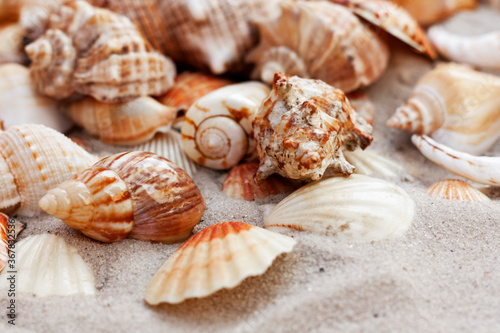 Seashells  sea stars coral and stones on the sand  summer beach background travel concept with copy space for text.