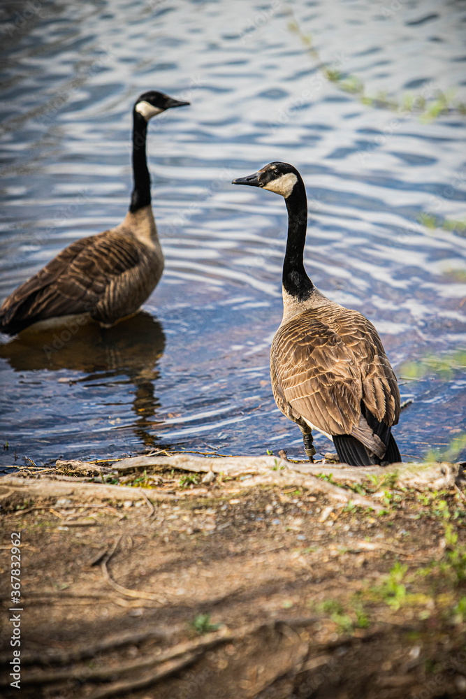 Two Geese standing at the edge of  a river