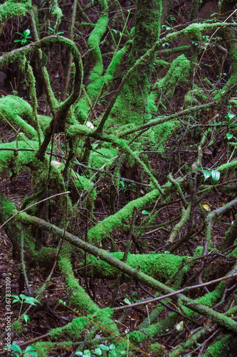 Tree Trunks with moss in tropical rainforest in Costa Rica