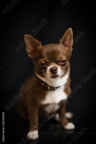 chihuahua puppy on black background