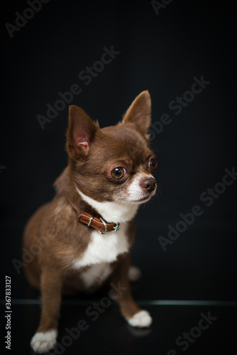 Fotografía Chihuahua puppy on a black background