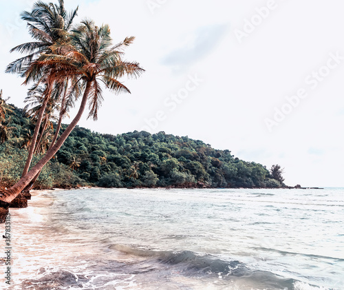 sunny tropical beach palm trees