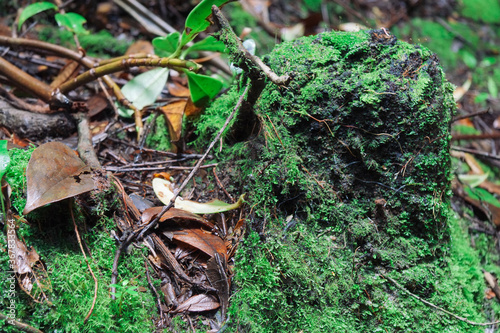 Moss and leaves in tropical rainforest in Costa Rica