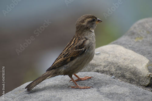Sparrow standing on a stone © Oliver