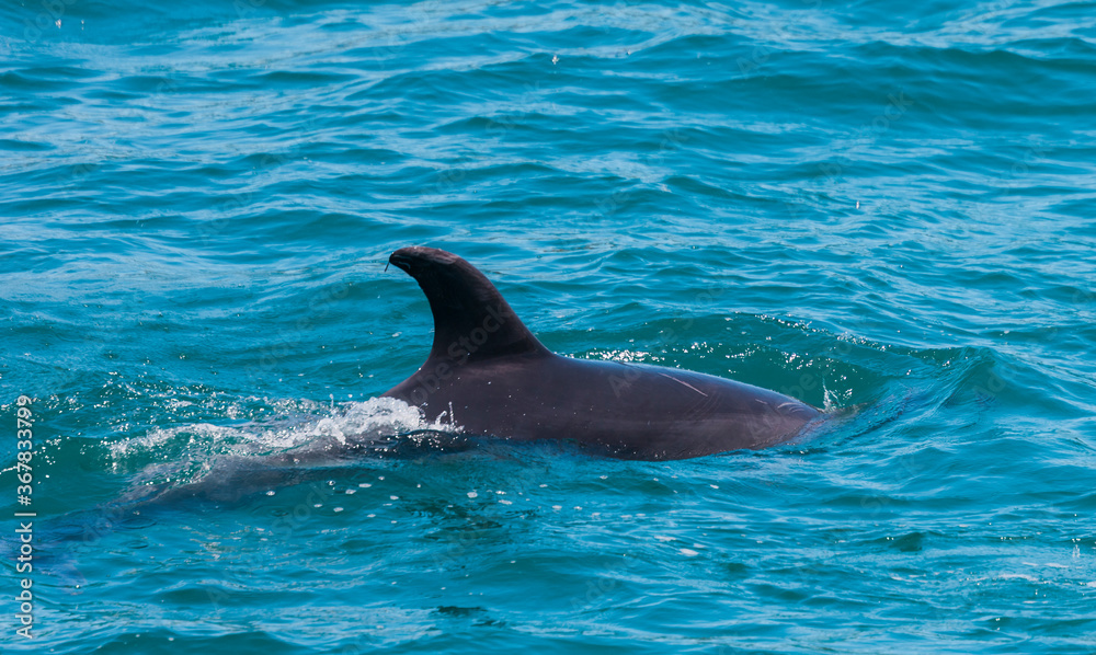 Fototapeta premium Dolphin in Bay of Islands, New Zealand