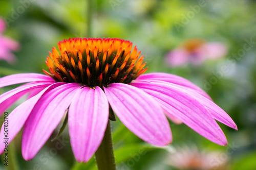 Beautiful blooming flower of Echinacea purpurea close up. Macro photography of a flower. Floral background for design. Blooming medicinal herb close-up. Nature concept.
