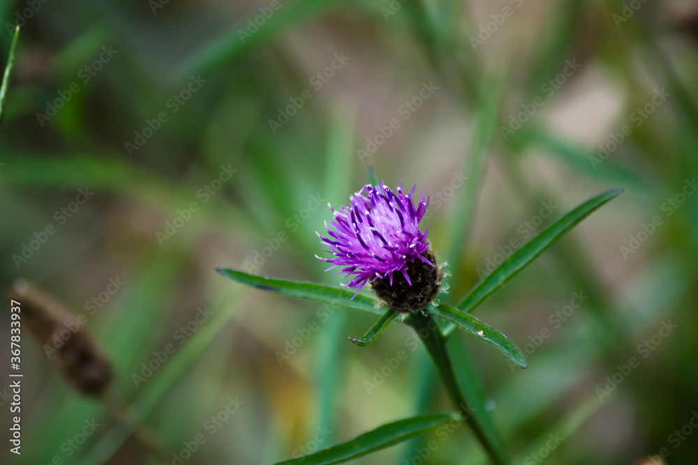 Trifolium medium con fondo desenfocado Trifolium medium con fondo desenfocado