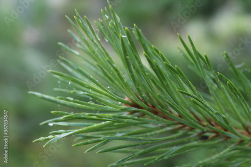 close up of pine needles