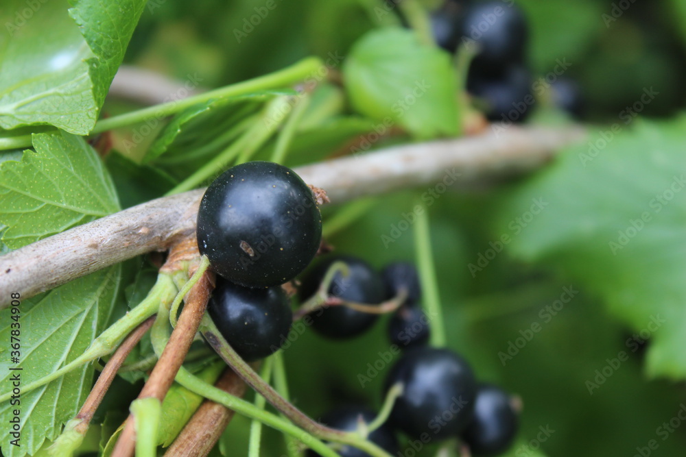 black currant on a bush black currant on a bush