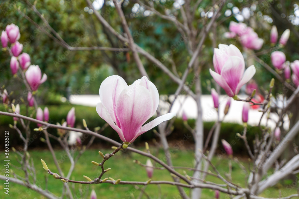 Pink magnolia in El Retiro, Madrid. Pink magnolia in El Retiro, Madrid.