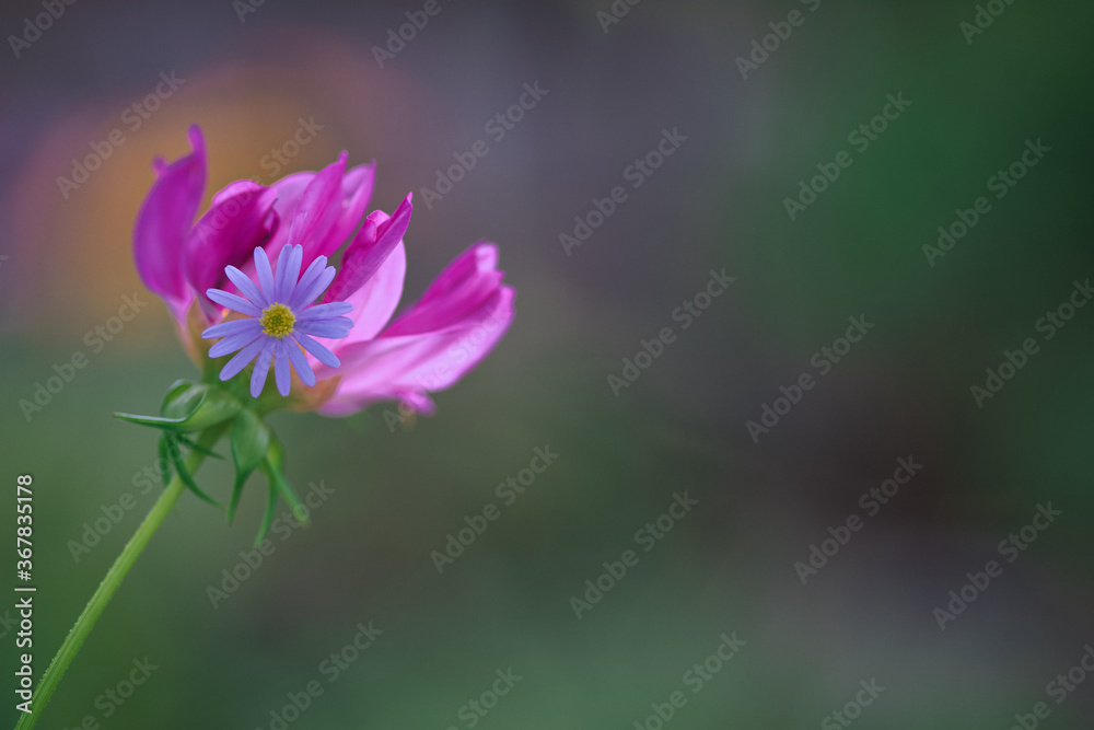 Fototapeta premium Eine Blume mit noch einer kleinen Blume