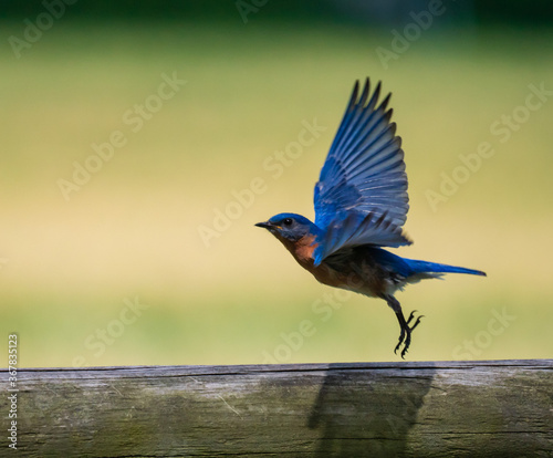 Photography Blue Birds in flight