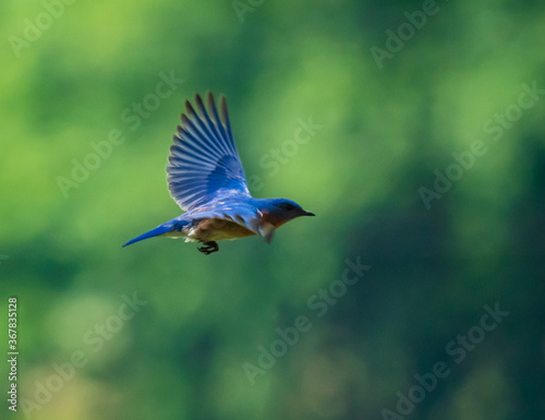 Photography Blue Birds in flight