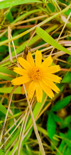 sphagneticola trilobata Sphagneticola trilobata, the yellow flower that bloom perfectly during the bright morning hours.