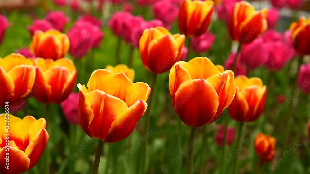 Tulips in the wind in Sunny summer weather Tulips in the wind in Sunny summer weather