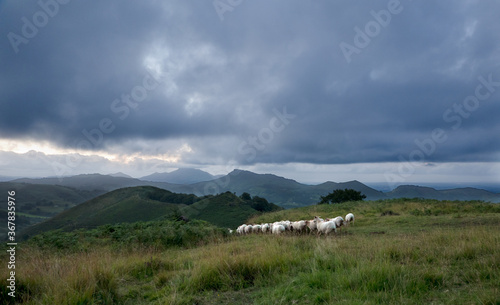 Flock of sheep in the western Spanish Pyrenees, the Basque country, in the evening under dark clouds